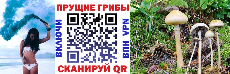OMG зеркало  Чебоксары  Псилоцибиновые грибы мухоморы 